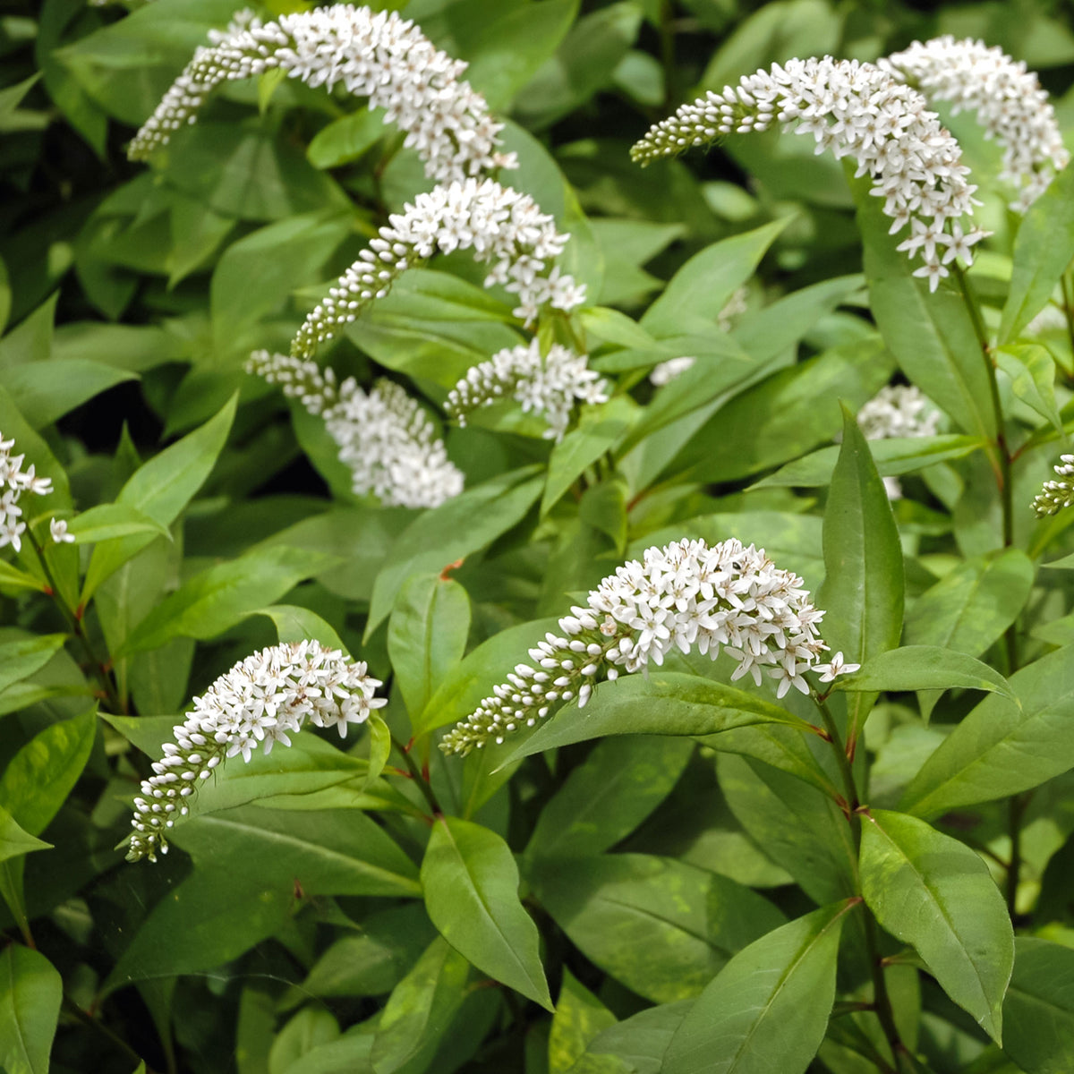 Spanischer Felberich - Willemse