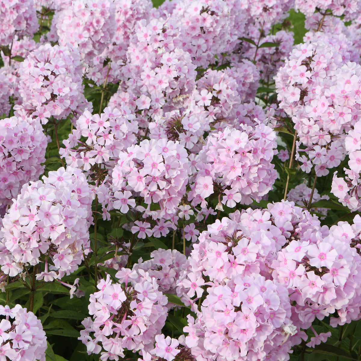 Phlox paniculatus Rosa Pastell - Willemse