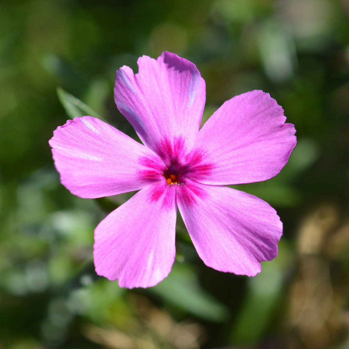 Teppich-Flammenblume 'Mac Daniels Cushion' - Phlox subulata Mcdaniels Cushion - Willemse