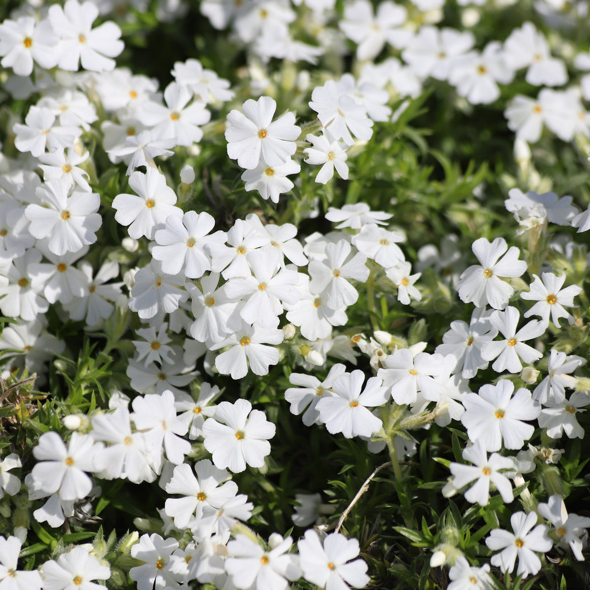 Phlox subulata White Delight - Teppich-Flammenblume 'White Delight' - Phlox