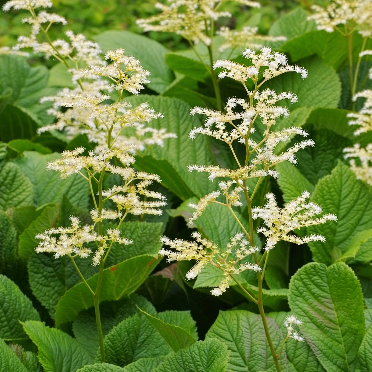 Kastanienblättriges Schaublatt - Willemse