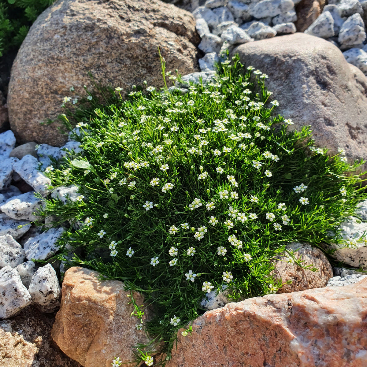 Bodendecker - Sternmoos - Sagina subulata