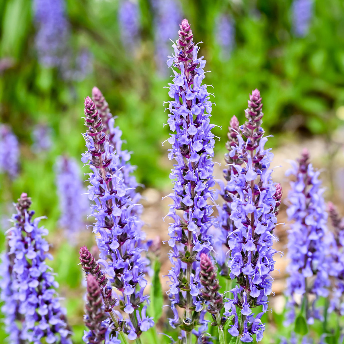 Waldsalbei Blauhügel - Willemse