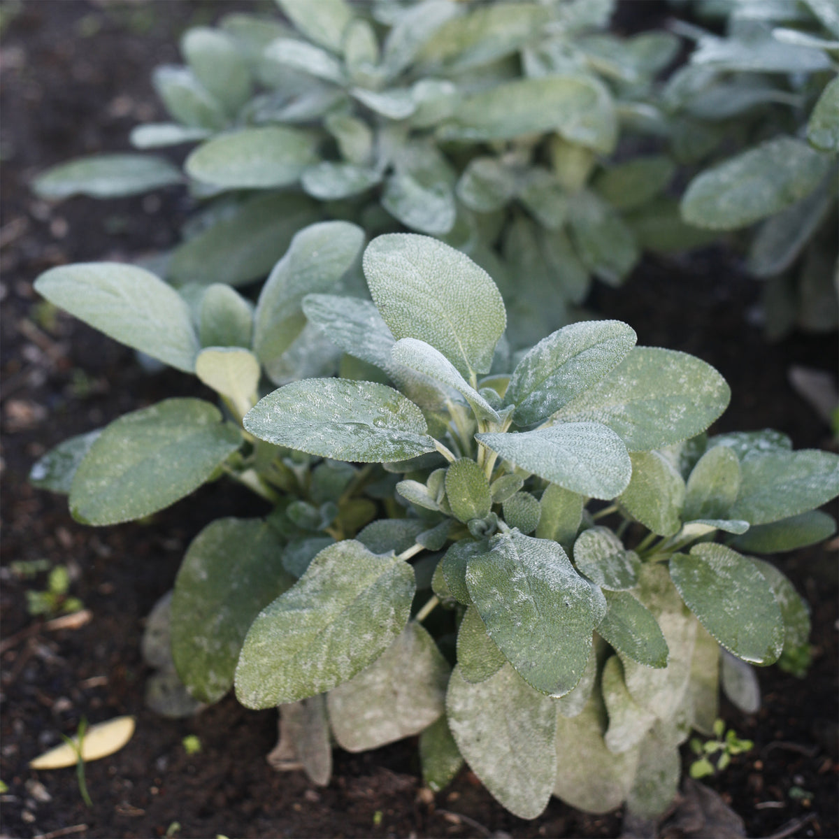 Salvia officinalis Berggarten - Willemse
