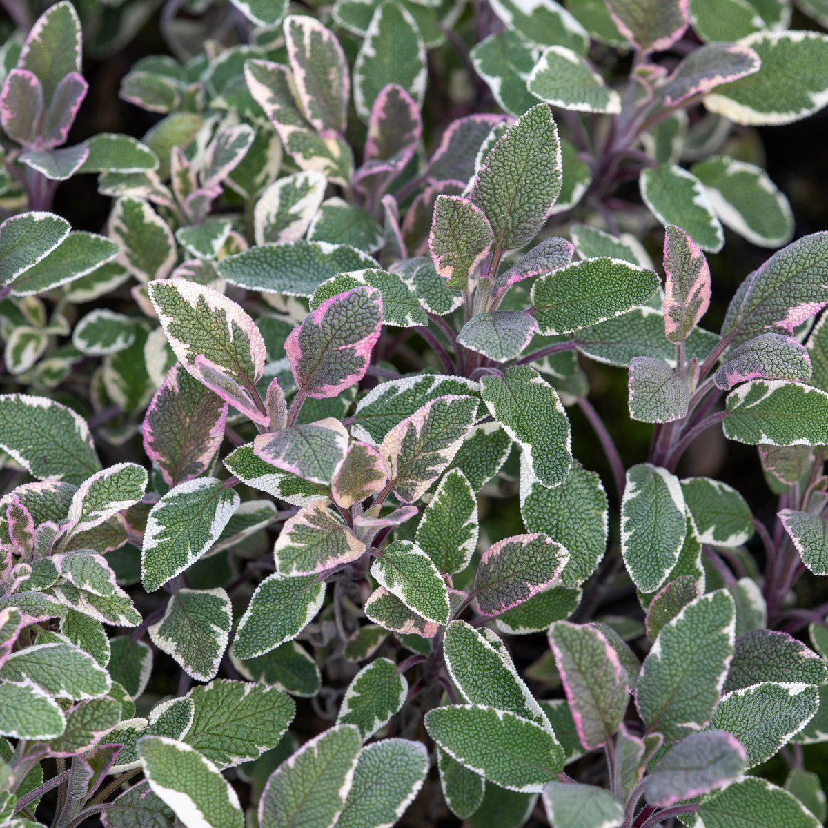 Dreifarbiger Garten-Salbei - Willemse