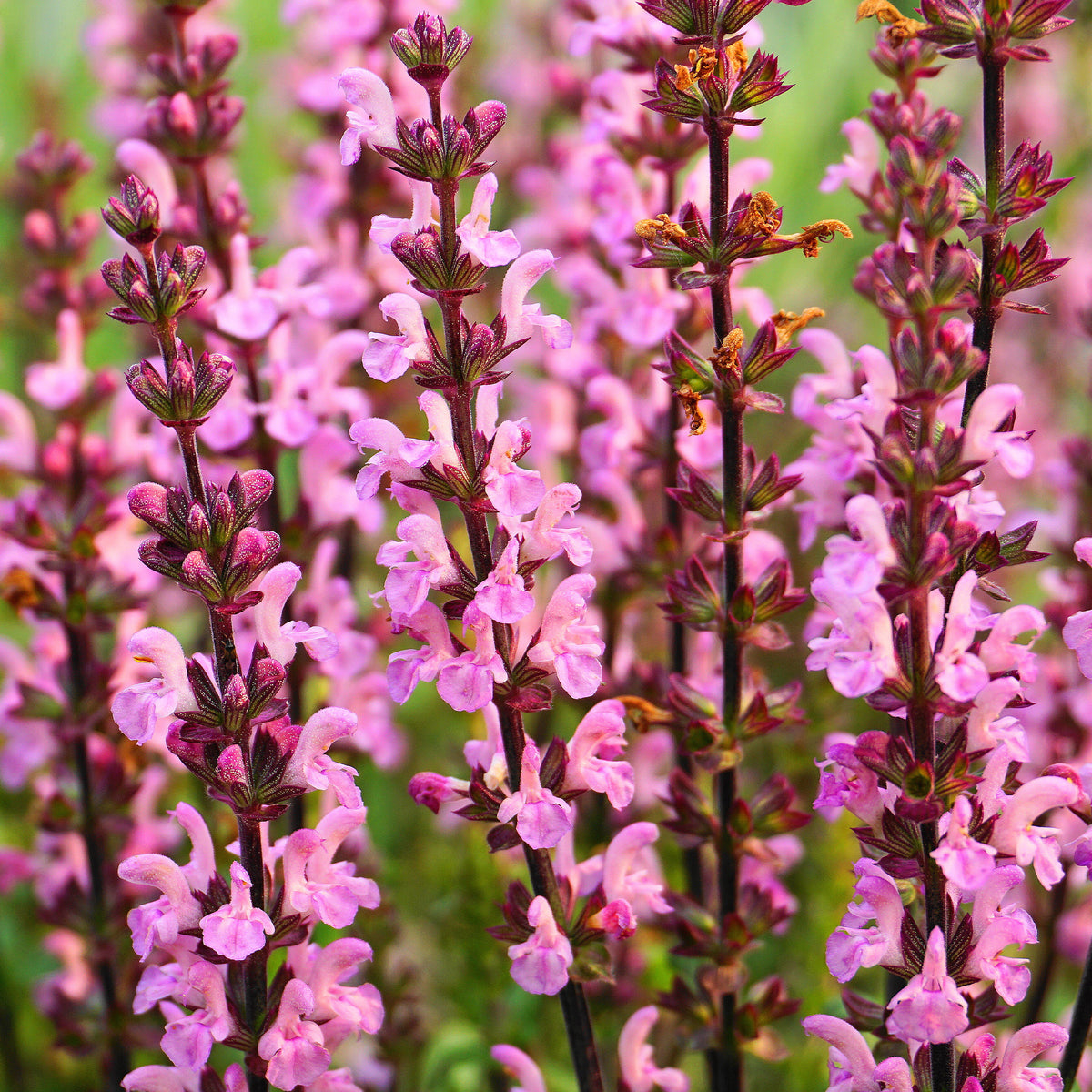 Wiesensalbei Rose Rhapsody - Willemse