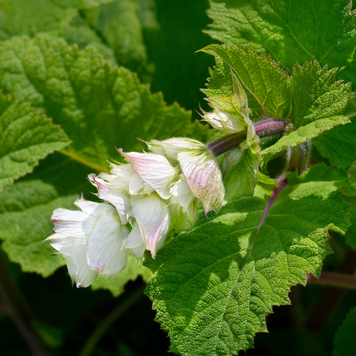 Salbei - Muskatellersalbei Vatican White - Salvia sclarea vatican white