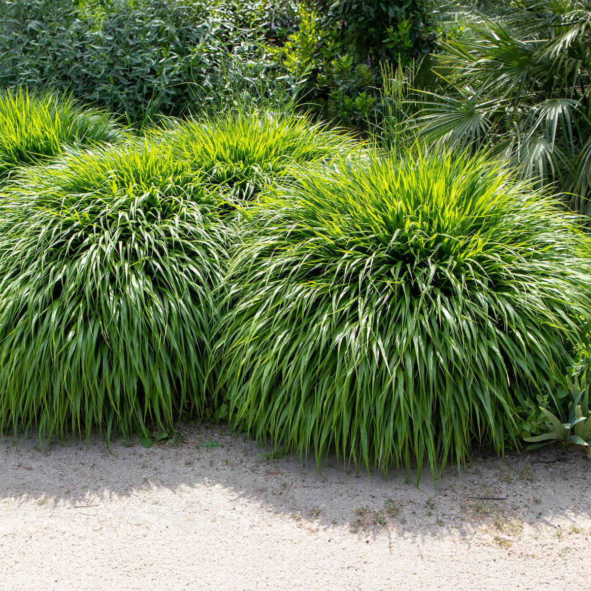 Japanisches Kraut - Hakonechloa macra - Willemse