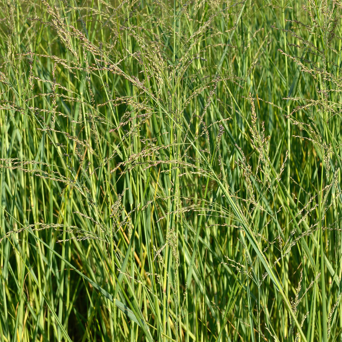 Aufrechte Rutenhirse - Willemse