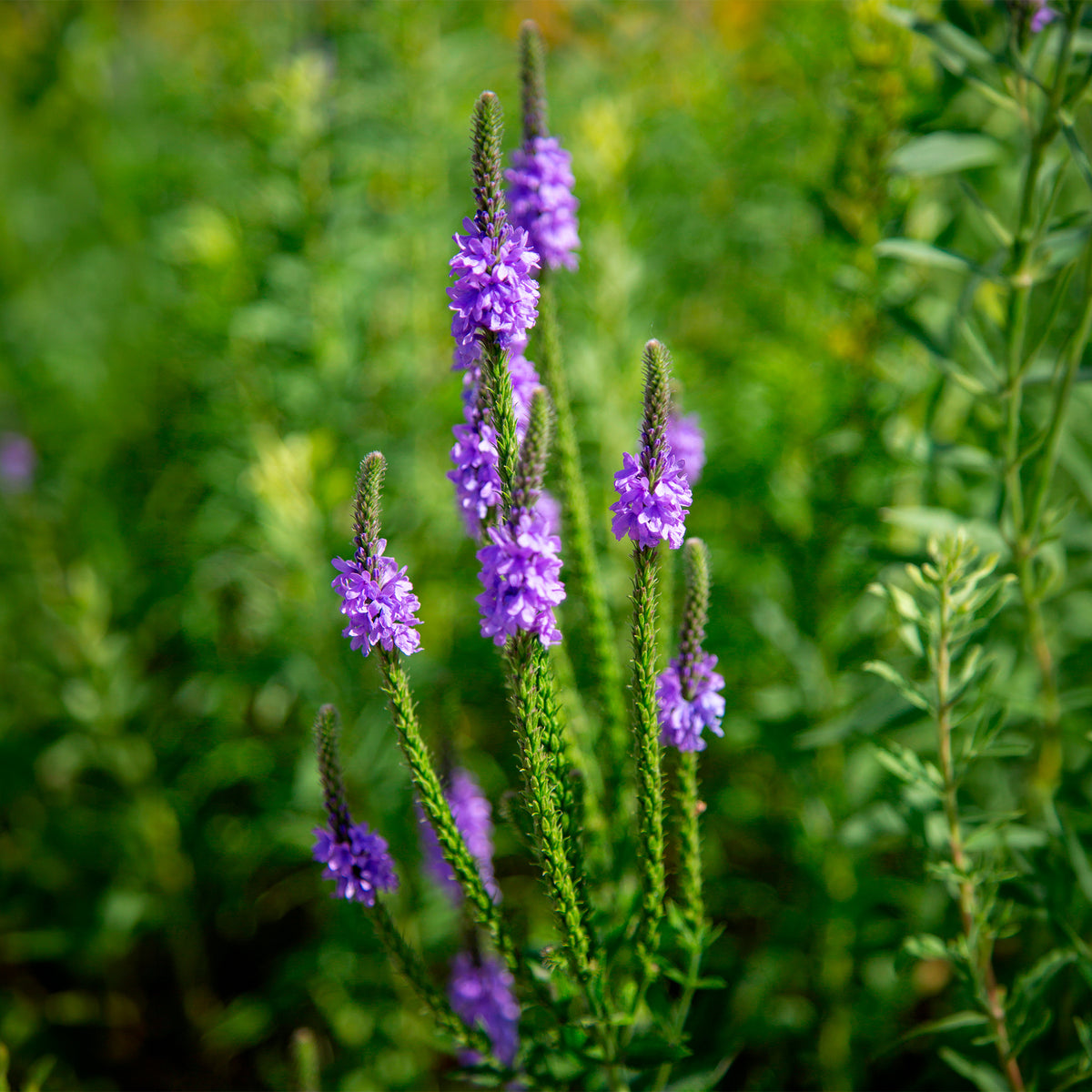 Eisenkraut (Verbena hastata)