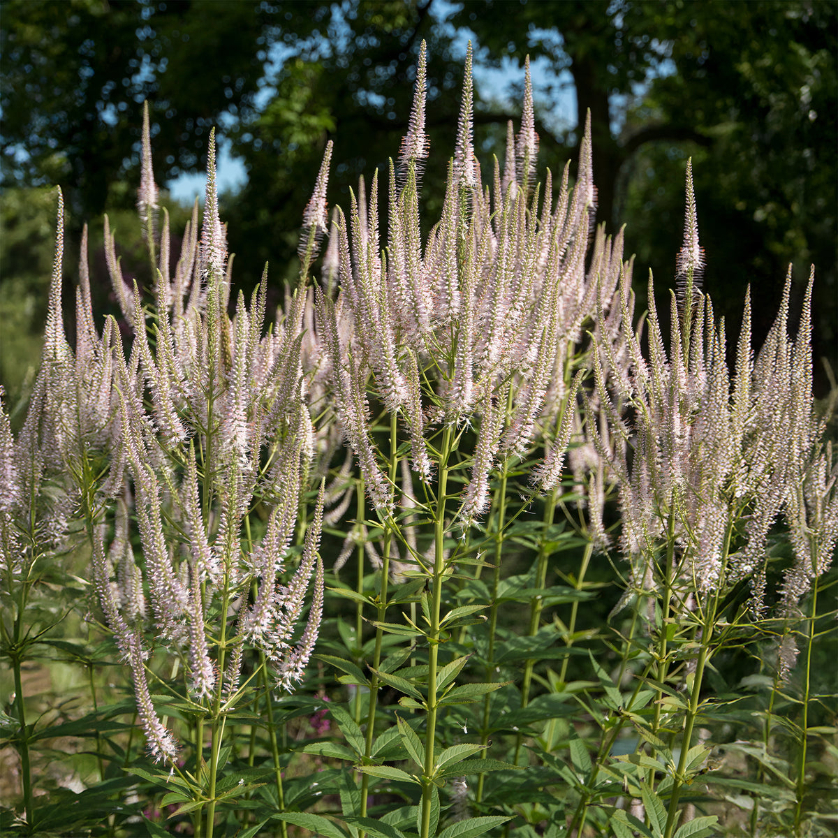 Virginia Roseum Veronika - Veronicastrum virginicum roseum - Willemse
