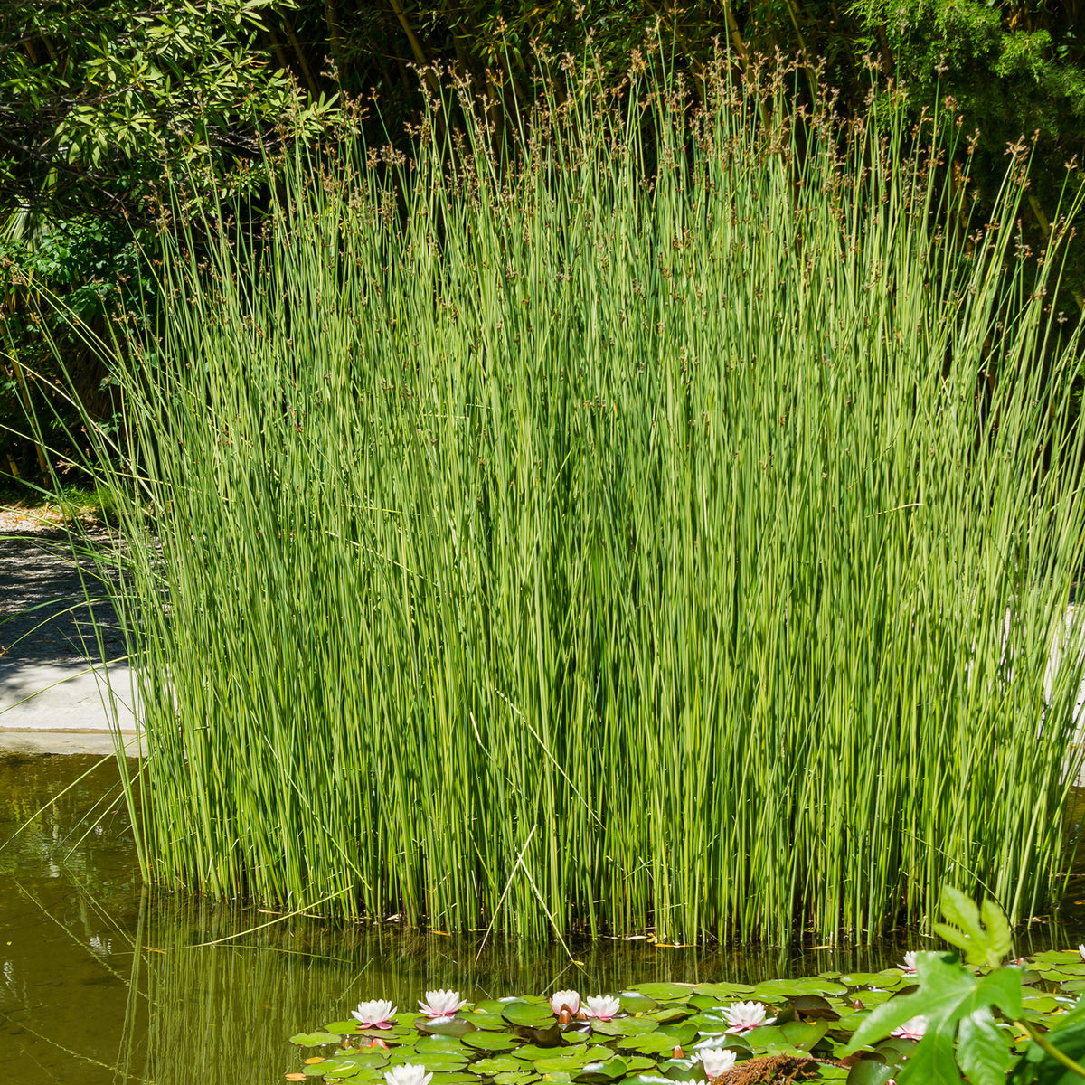 Binse der Weinkellerei Binse der Küferei - Willemse