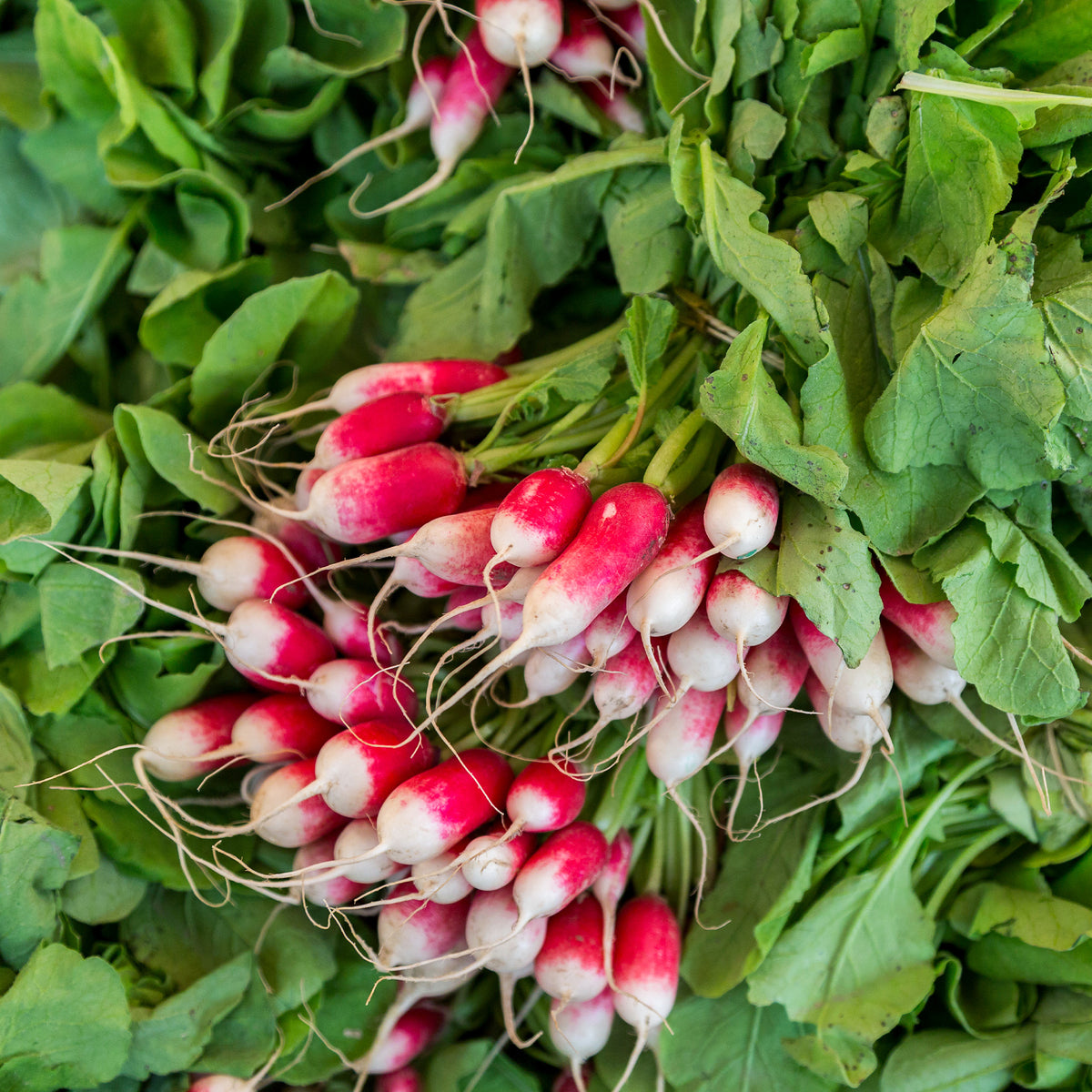 Radieschen French Breakfast BIO - Willemse