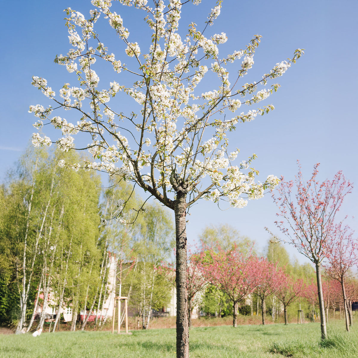Vogelkirsche - Prunus avium - Willemse