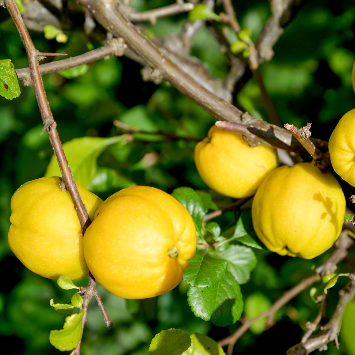 Zierquitte Crimson and Gold - Chaenomeles superba Crimson and Gold - Willemse