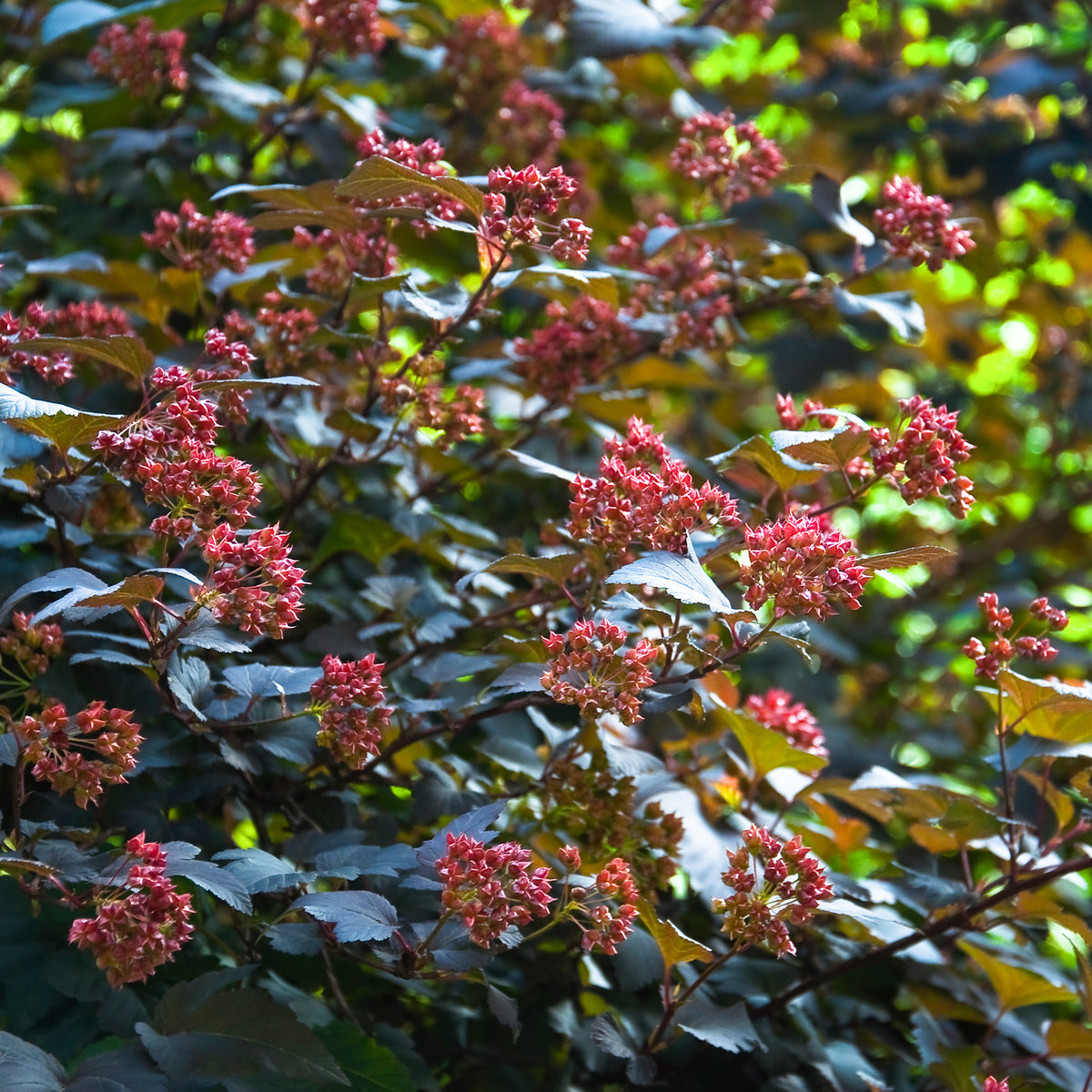 Physocarpus opulifolius Red Baron - Fasanenspiere Red Baron - Balkonblumen