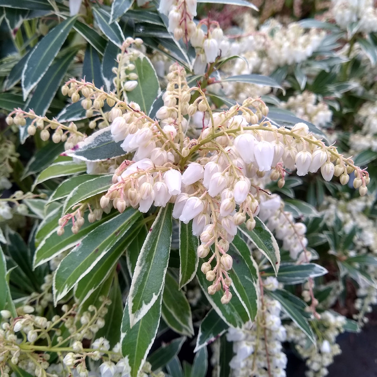 Balkonblumen - Bunte Lavendelheide - Pieris japonica Flaming Silver