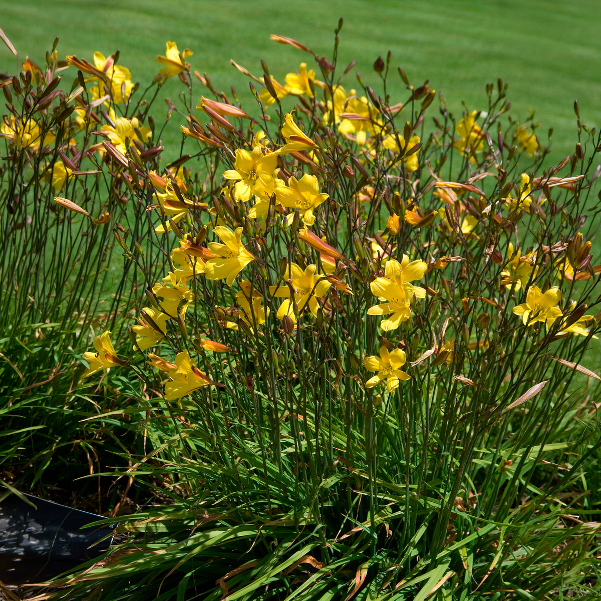 Taglilie Corky - Willemse