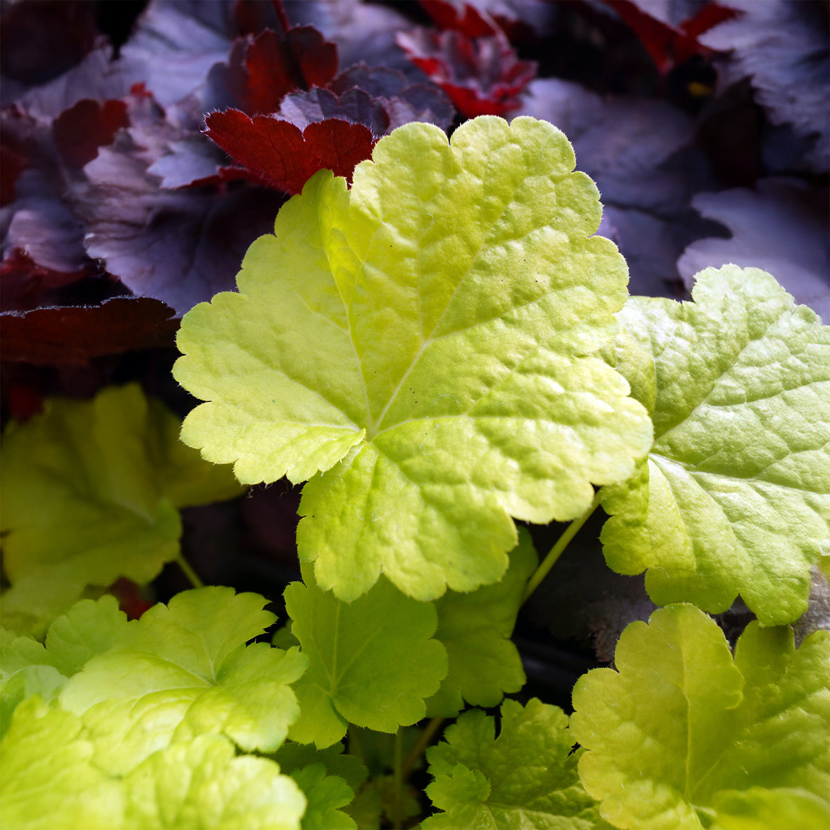 Heuchera sweet tart - little cutie series - Purpurglöckchen Sweet Tart - Heuchera - Purpurglöckchen