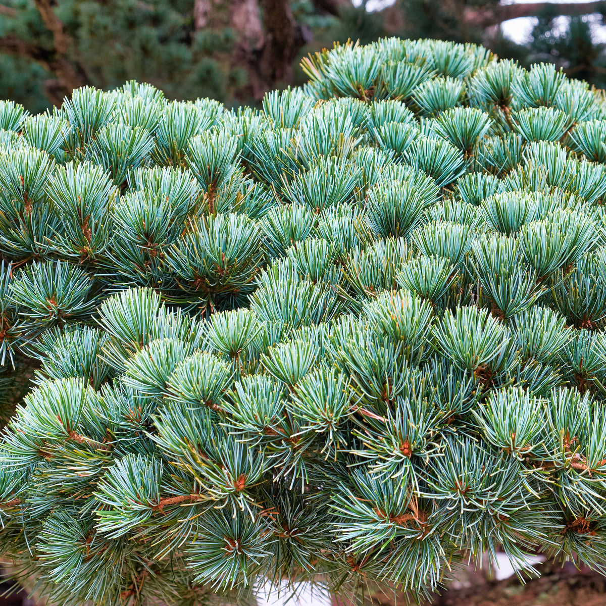 Japanische Weißkiefer ‘Negishi’ - Pinus parviflora Negishi - Willemse