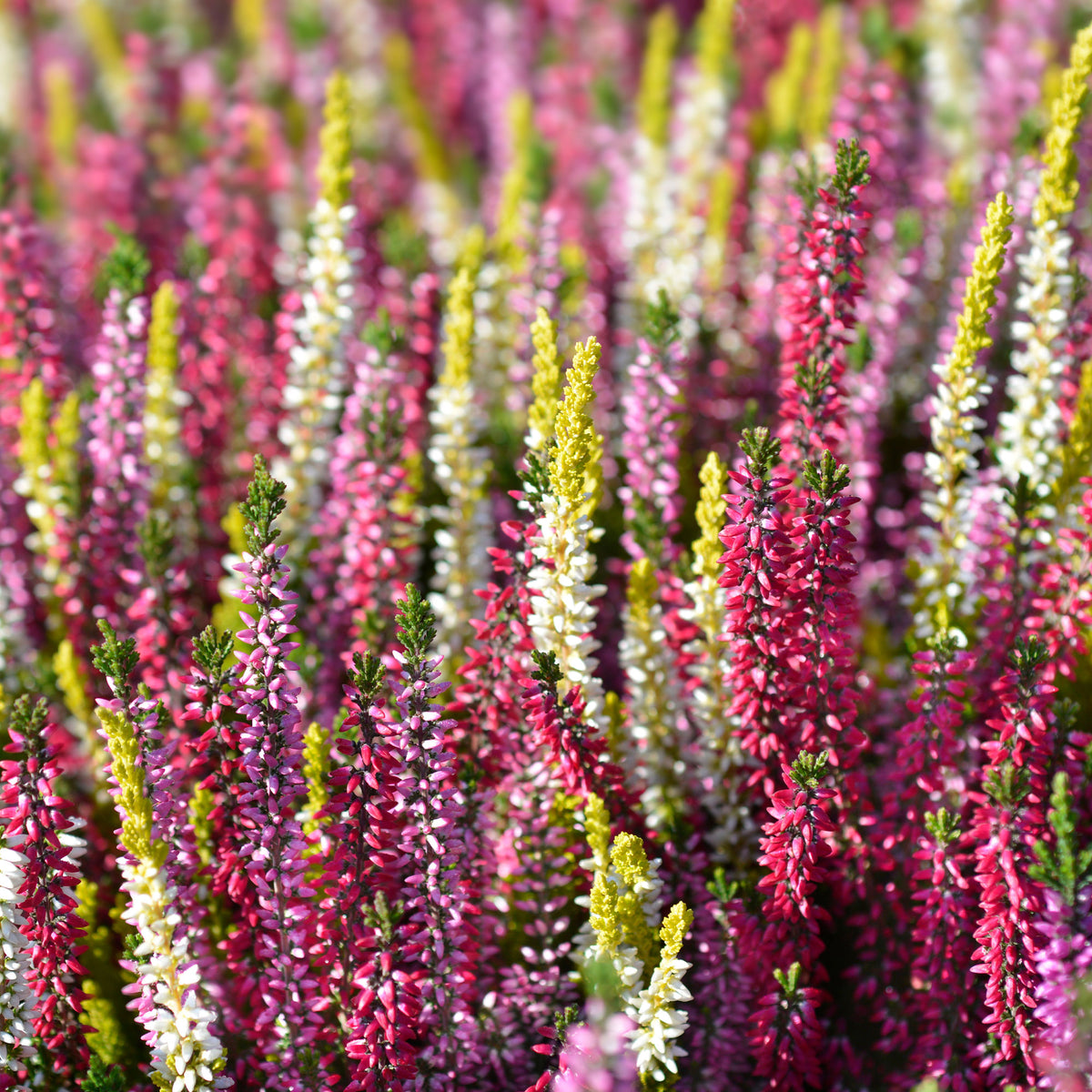 Verkauf Heidekraut Mischung (2 rot + 2 rosa + 2 gelbblättrig) (x6) - Blühende Stauden