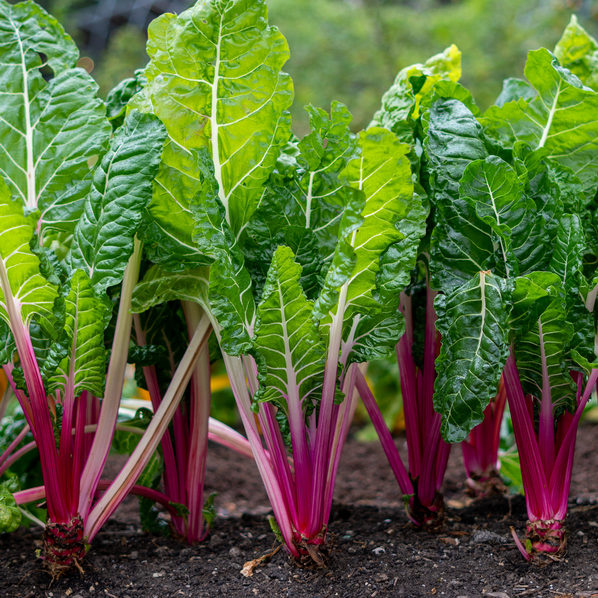 Rhabarber Mangold Rhubarb Chard - Willemse