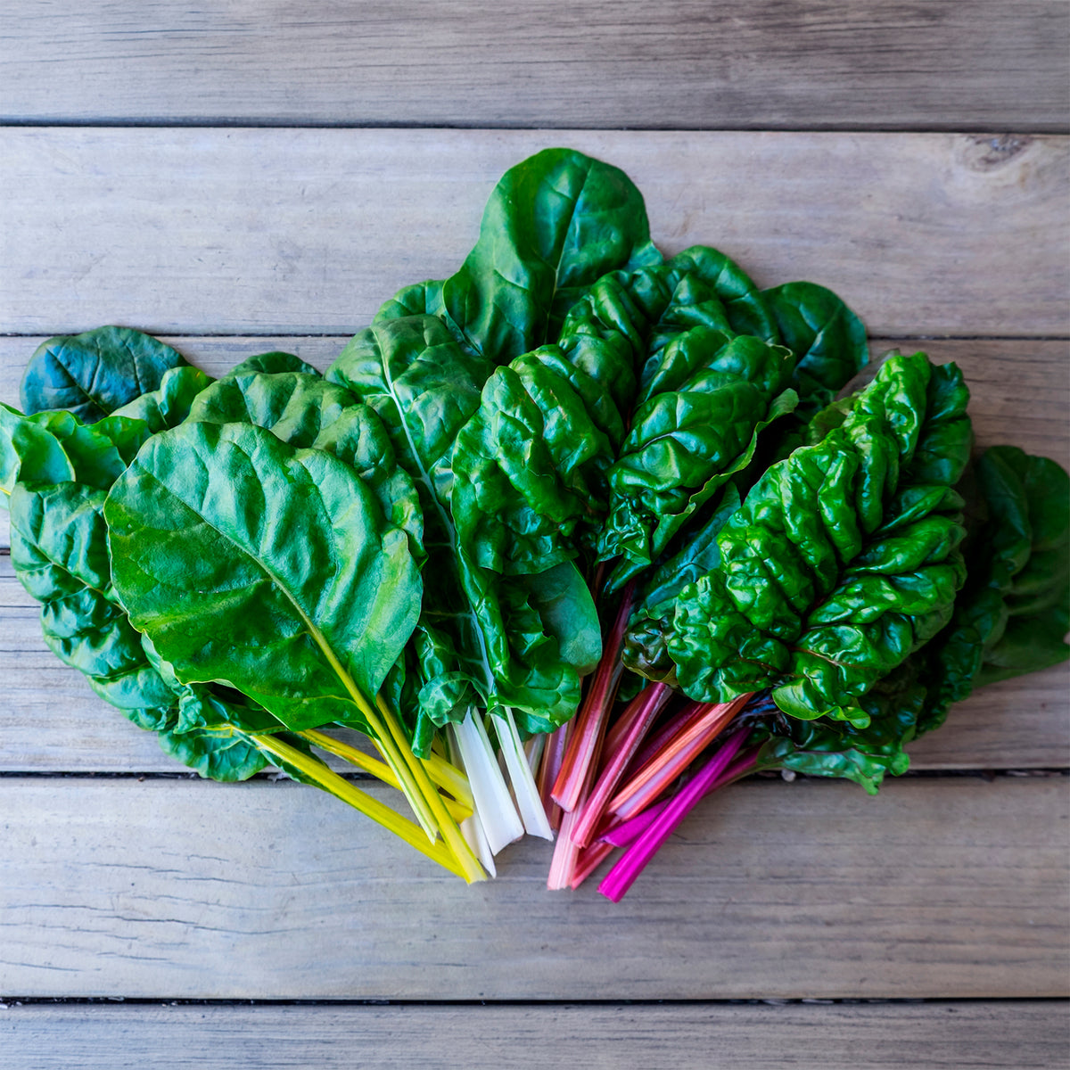 Verkauf Mangold Mischung bunt