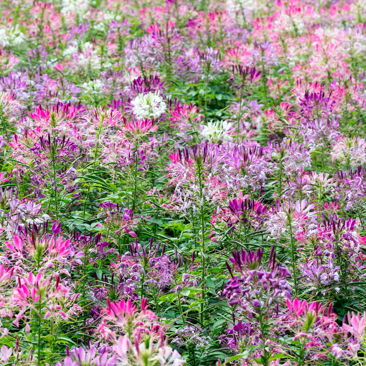 Cleome spinosa - Spinnenblume 'Colour Fountain' Mischung - Cleome - Spinnenblume