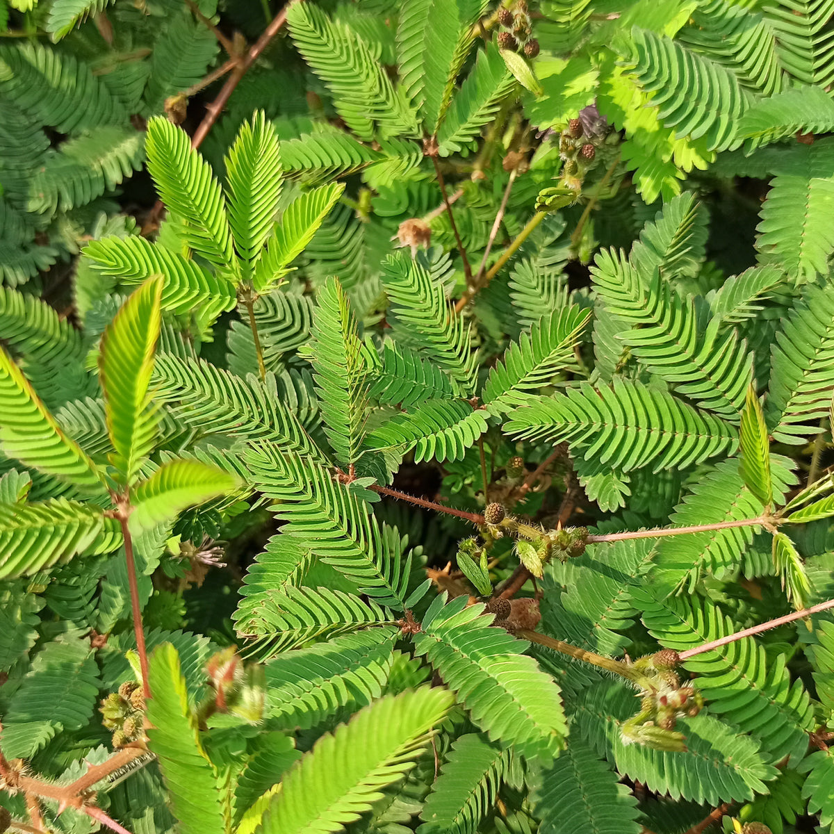 Terrasse und Balkon - Mimose - Mimosa pudica