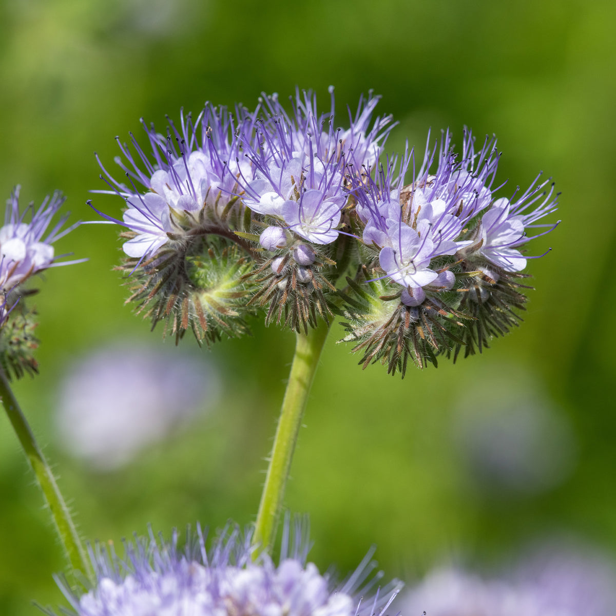 Samen für einjährige Blumen - Büschelschön - Bio-Honigpflanze - Phacelia tanacetifolia