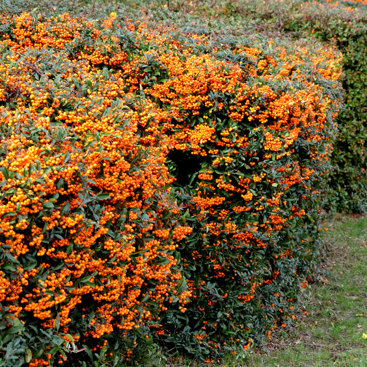 Pyracantha saphyr ® orange cadange - Feuerdorn ‘Saphyr Orange’® - Immergrüne Pflanzen