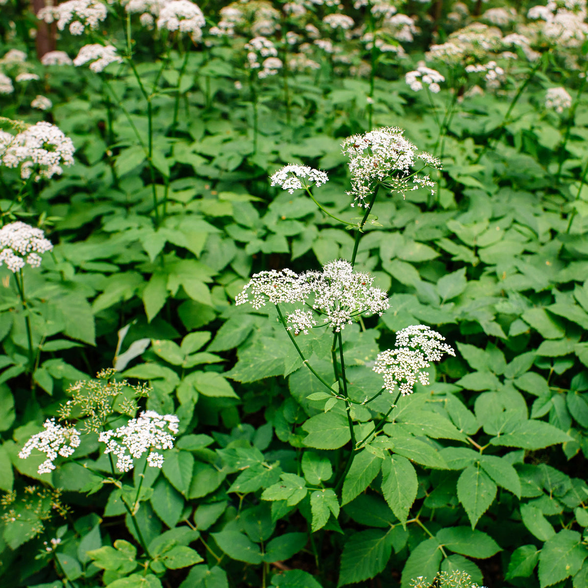 Gewöhnlicher Giersch - Aegopodium podagraria - Willemse