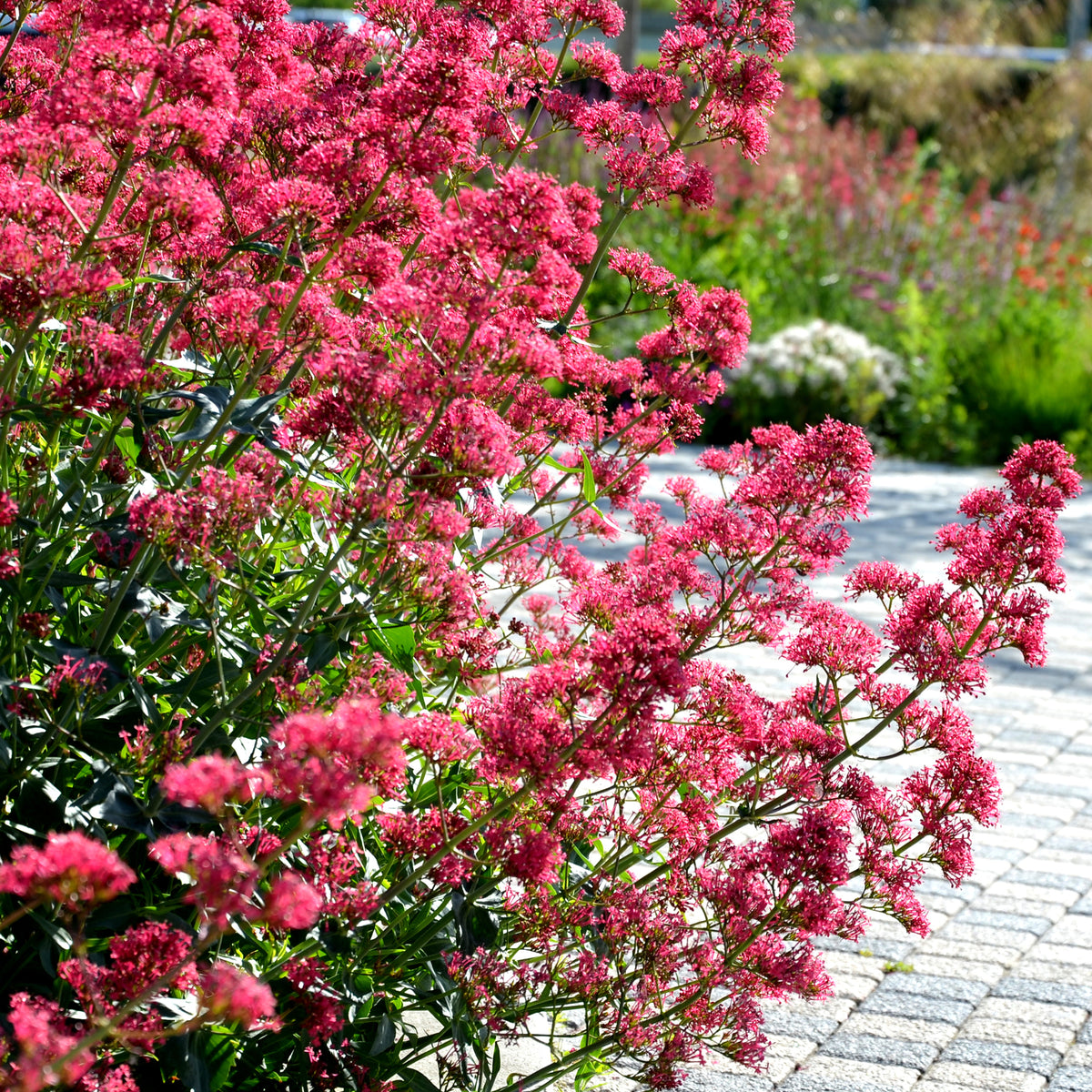 Rotblühende Spornblume 'Coccineus' - Willemse
