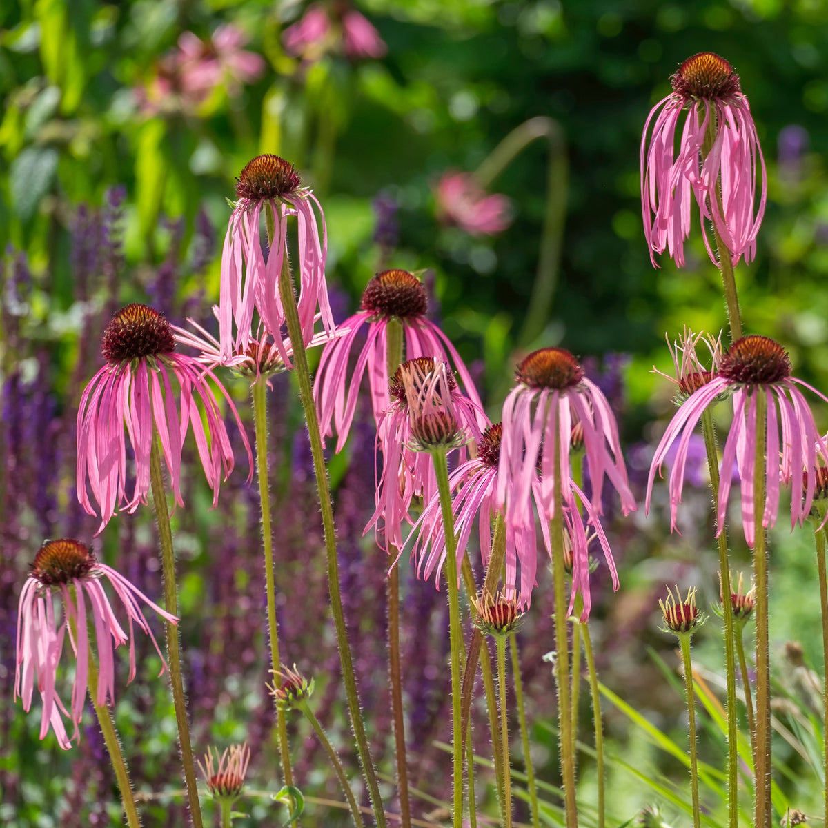 Rudbeckia blass Echinacea blass - Echinacea pallida - Willemse