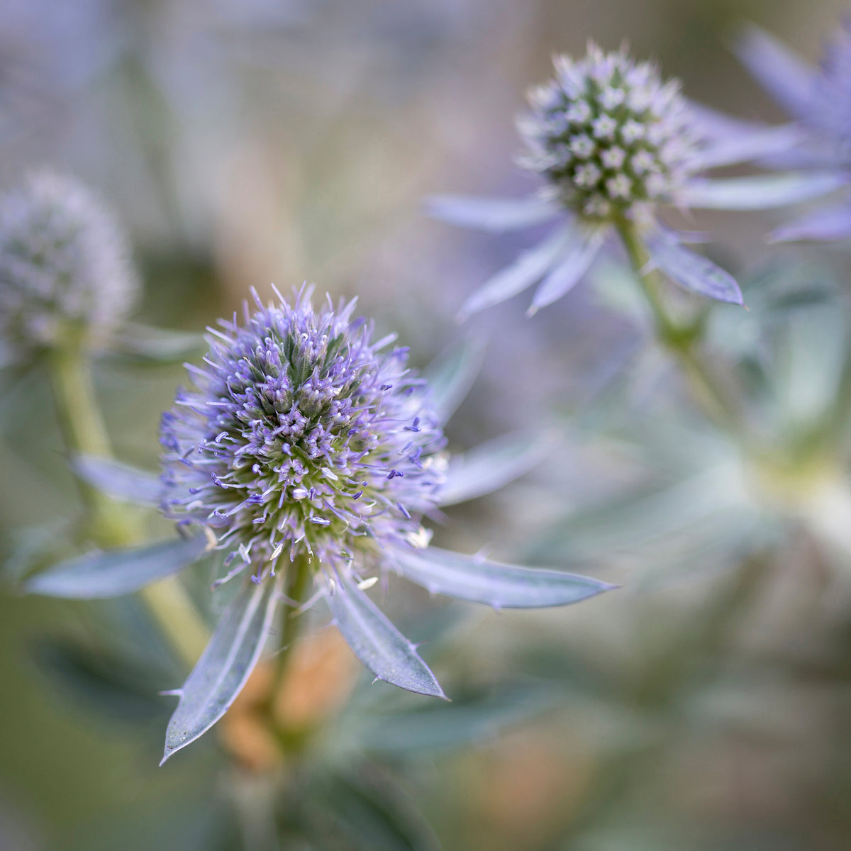 Mannstreu 'Blauer Zwerg' - Eryngium planum Blauer Zwerg - Willemse