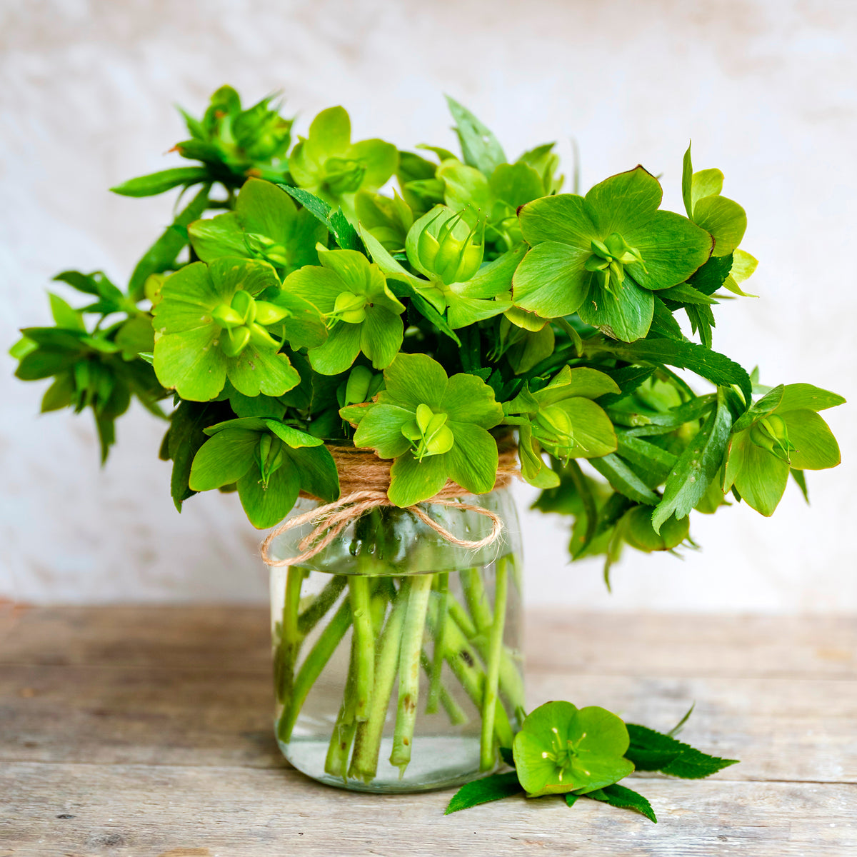 Korsische Nieswurz - Helleborus argutifolius - Willemse