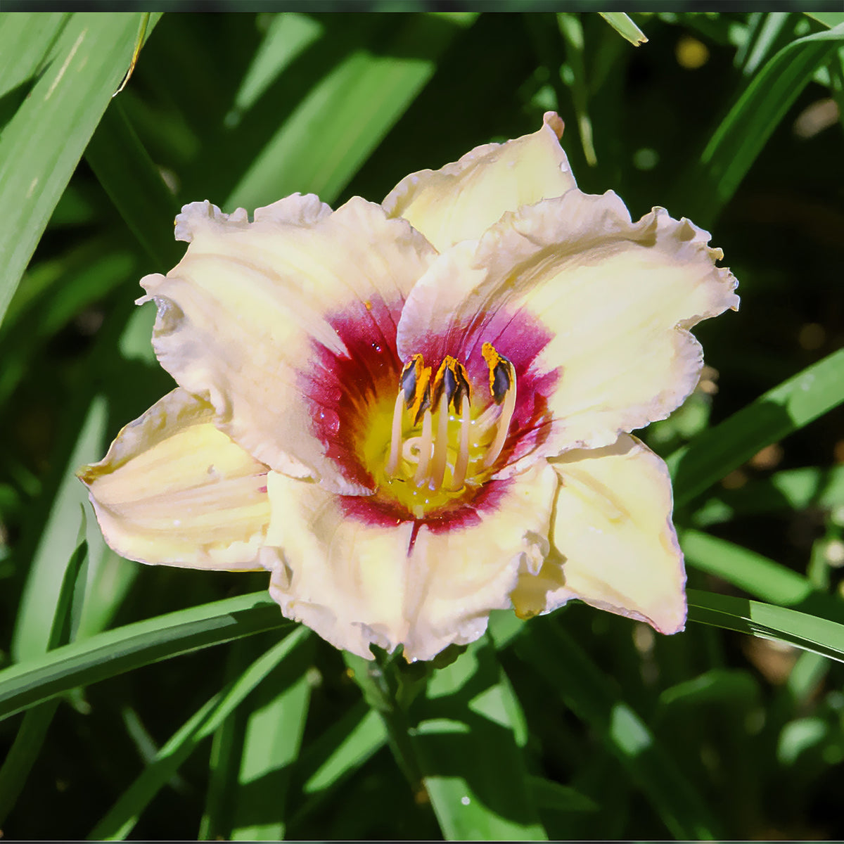 Hemerocallis Snowy Eyes Lilie eines Tages - Willemse
