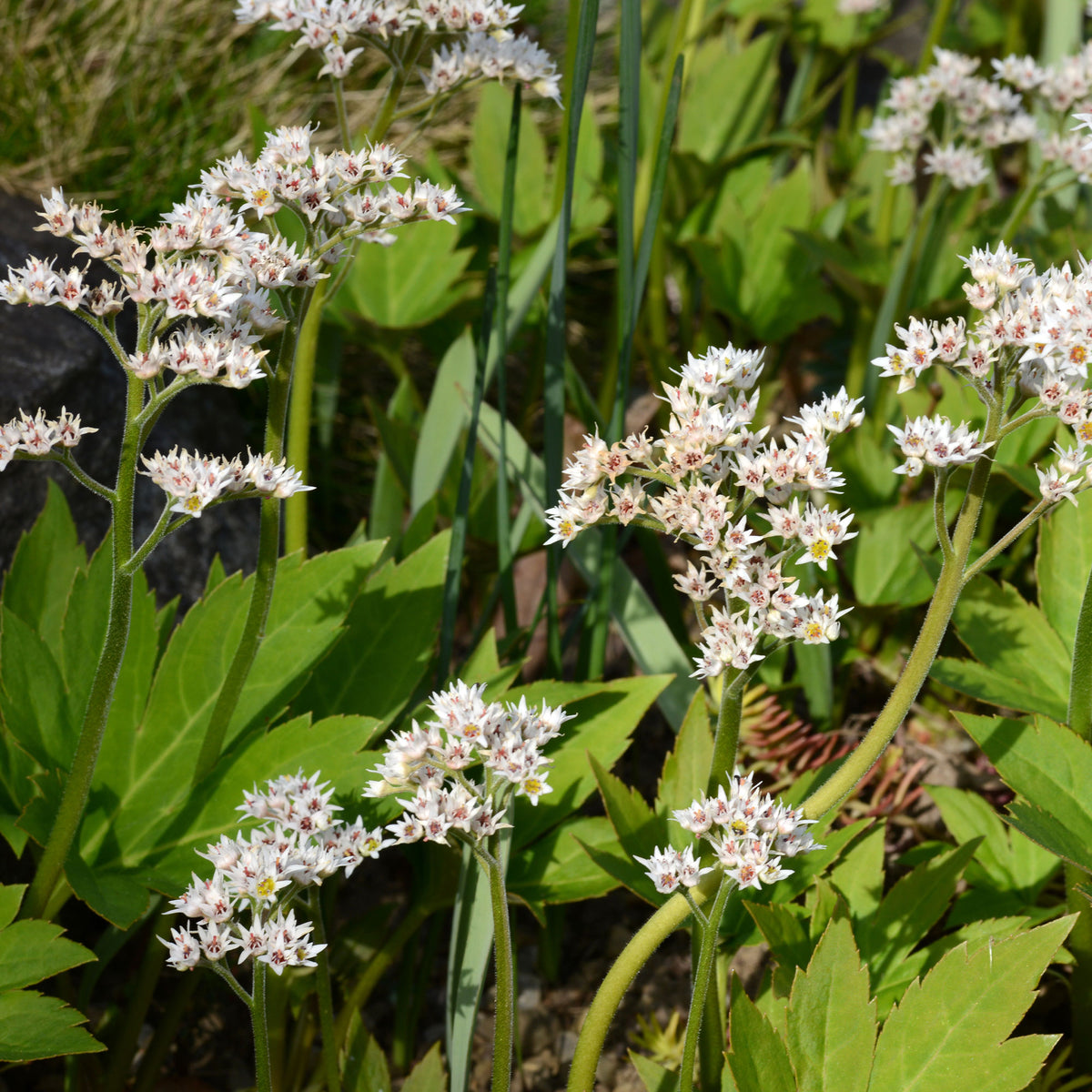 Mukdenie von Ross Karasuba Efeu aus der Mandschurei Karasuba - Mukdenia rossii karasuba - Willemse