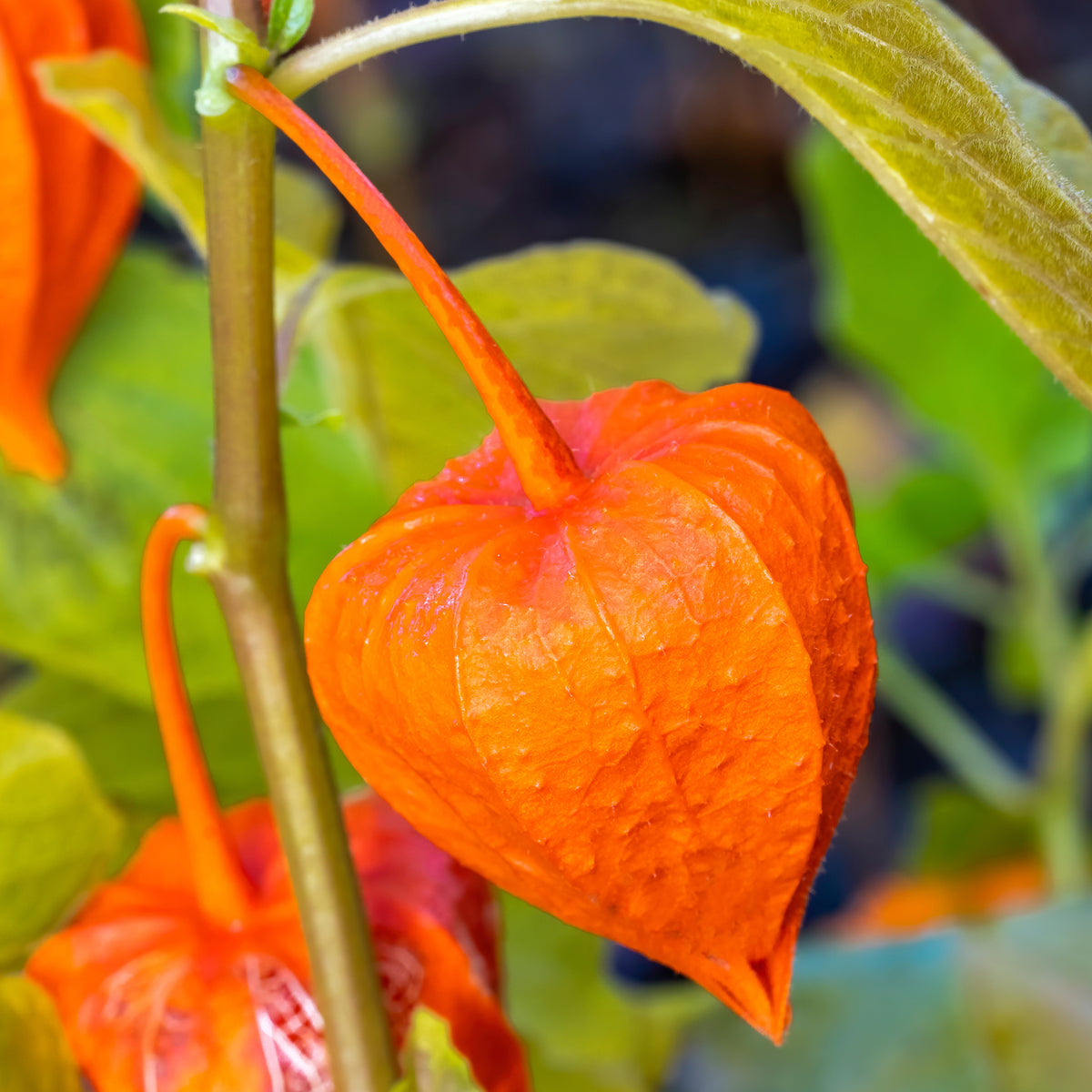 Physalis alkekengi var. franchetii - Lampionblume - Stauden