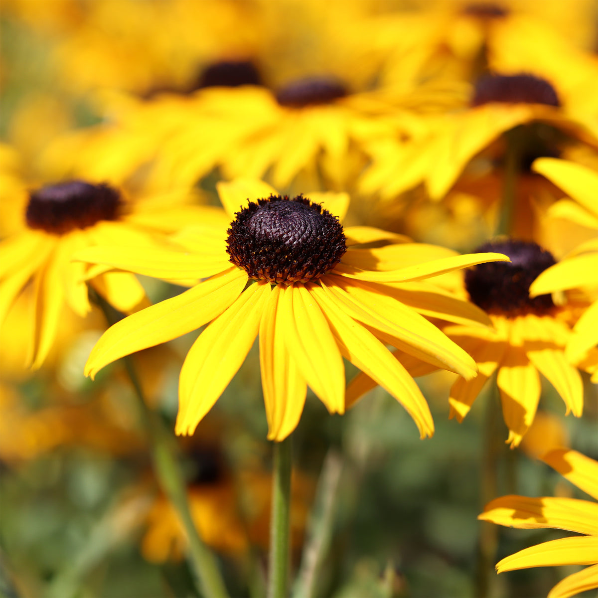 Sonnenhut 'Early Bird Gold' - Rudbeckia fulgida Early Bird Gold - Willemse