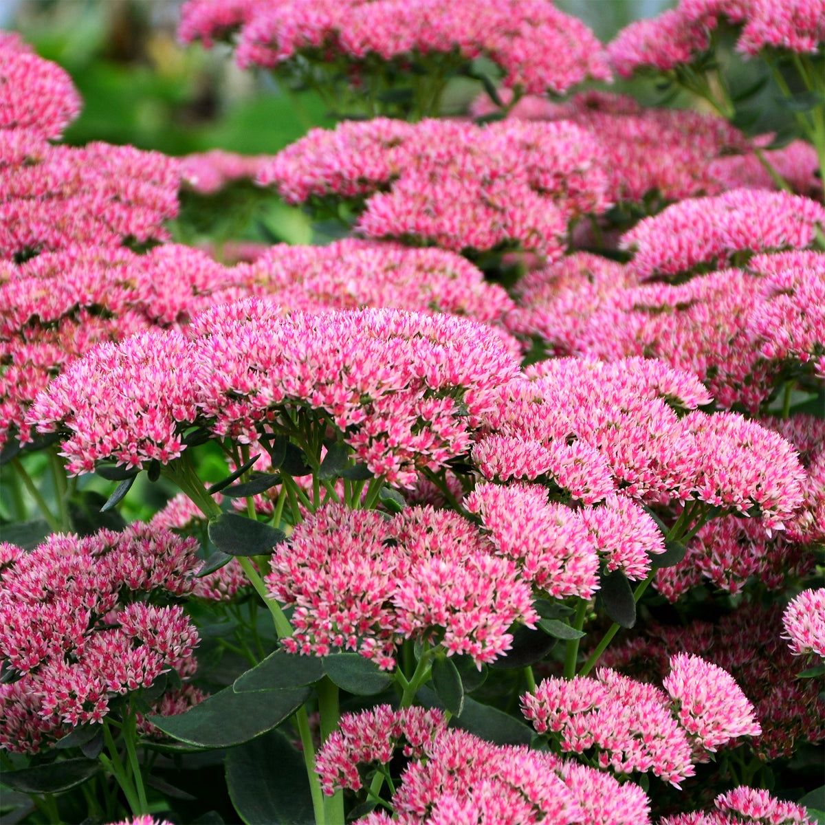 Hohes-Fettblatt 'Herbstfreude' - Sedum herbstfreude - Willemse
