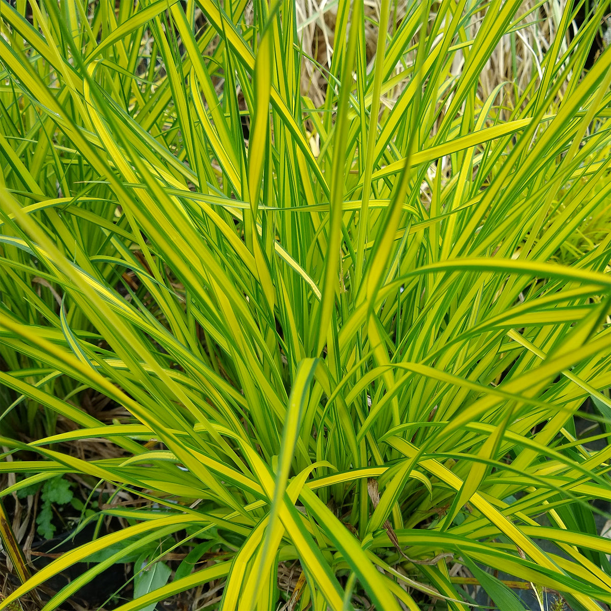 Segge ‘Aurea’ - Carex elata aurea - Willemse