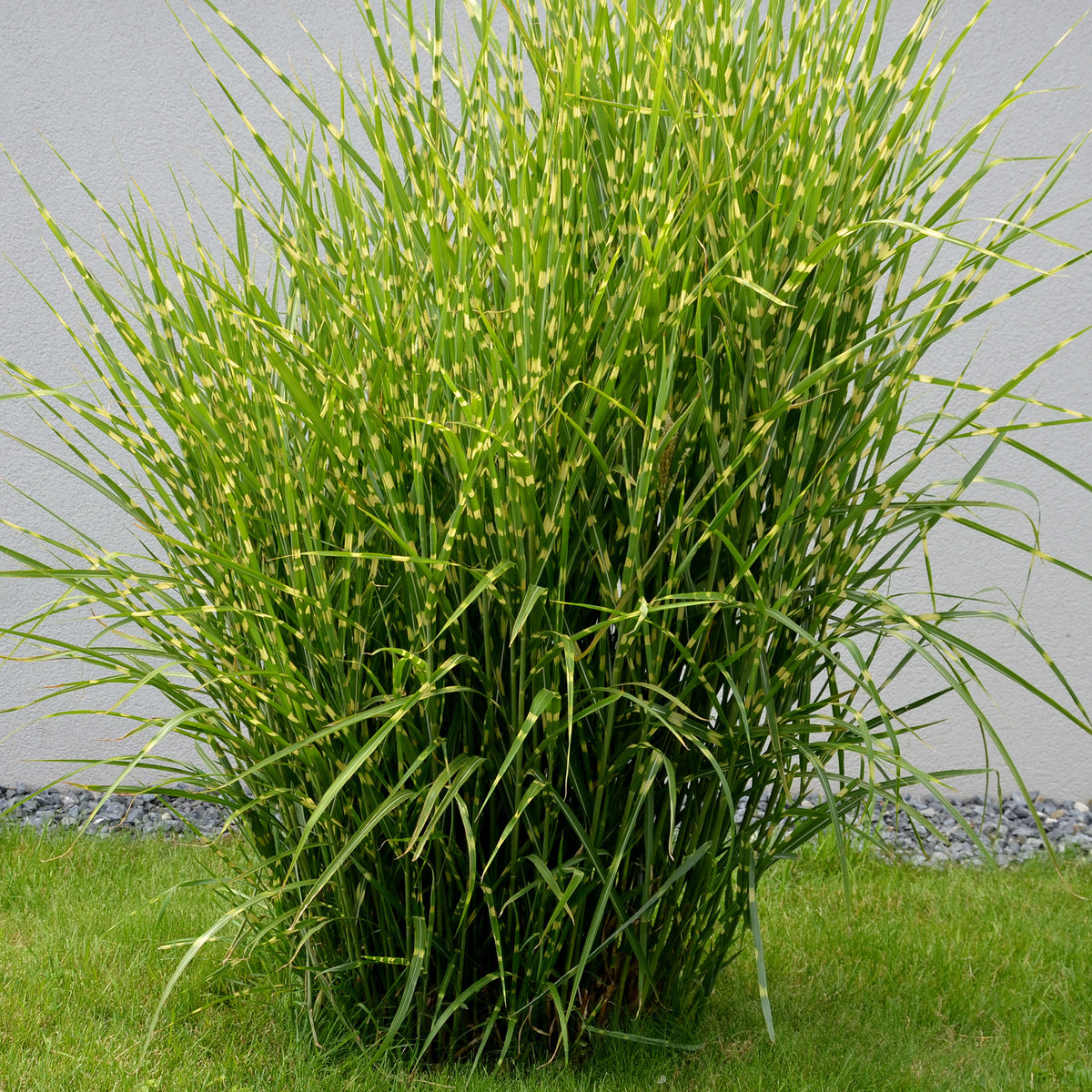 Chinaschilf Strictus - Miscanthus sinensis strictus - Willemse