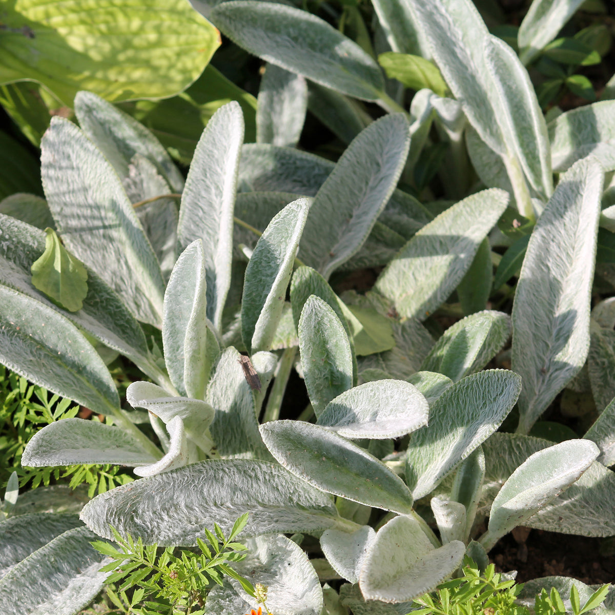 Byzantinischer Wollziest - Willemse