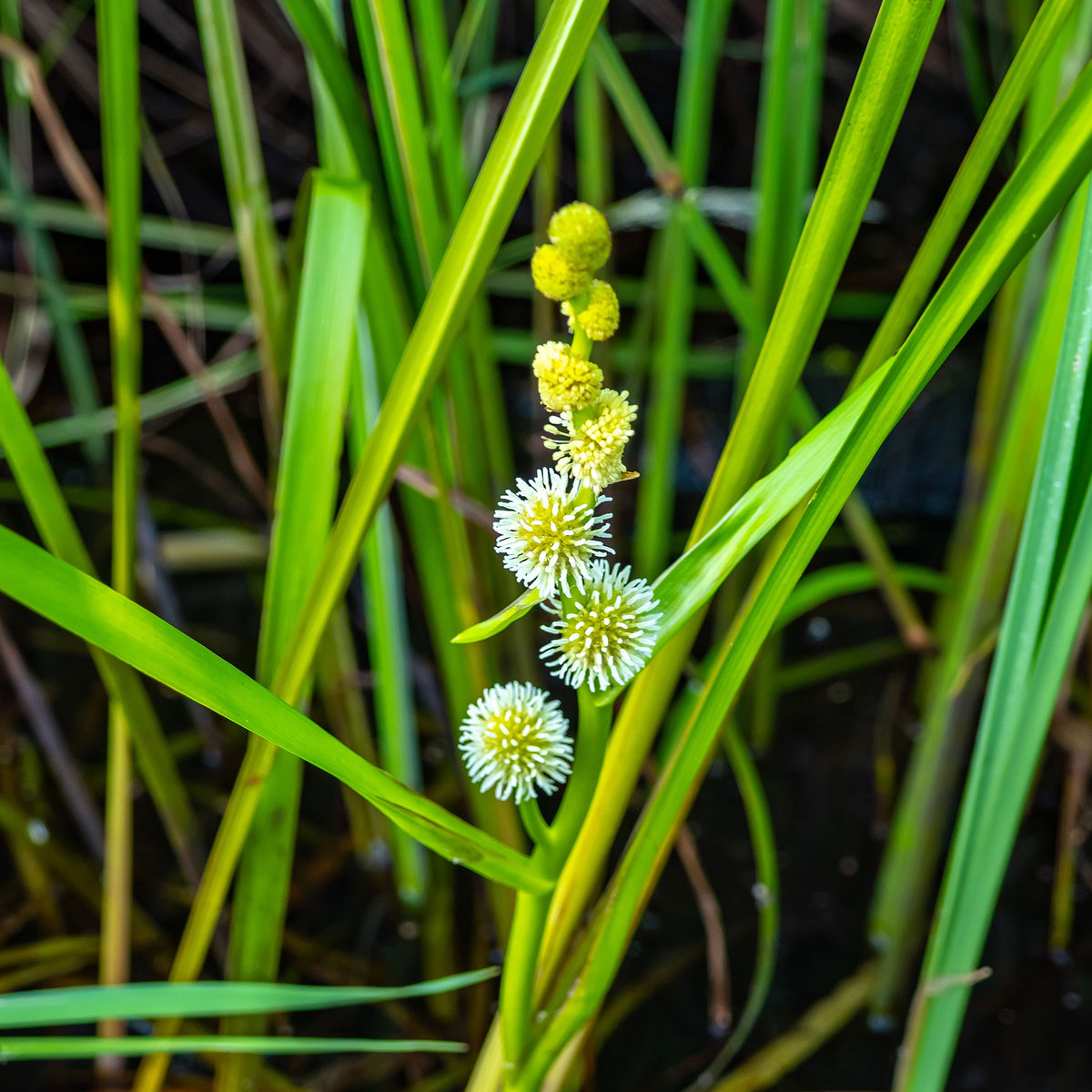 Sparganium erectum - Wasserbändchen Aufgerichtetes Sparganier Aufgerichtetes Ribbonier - Wasserpflanzen