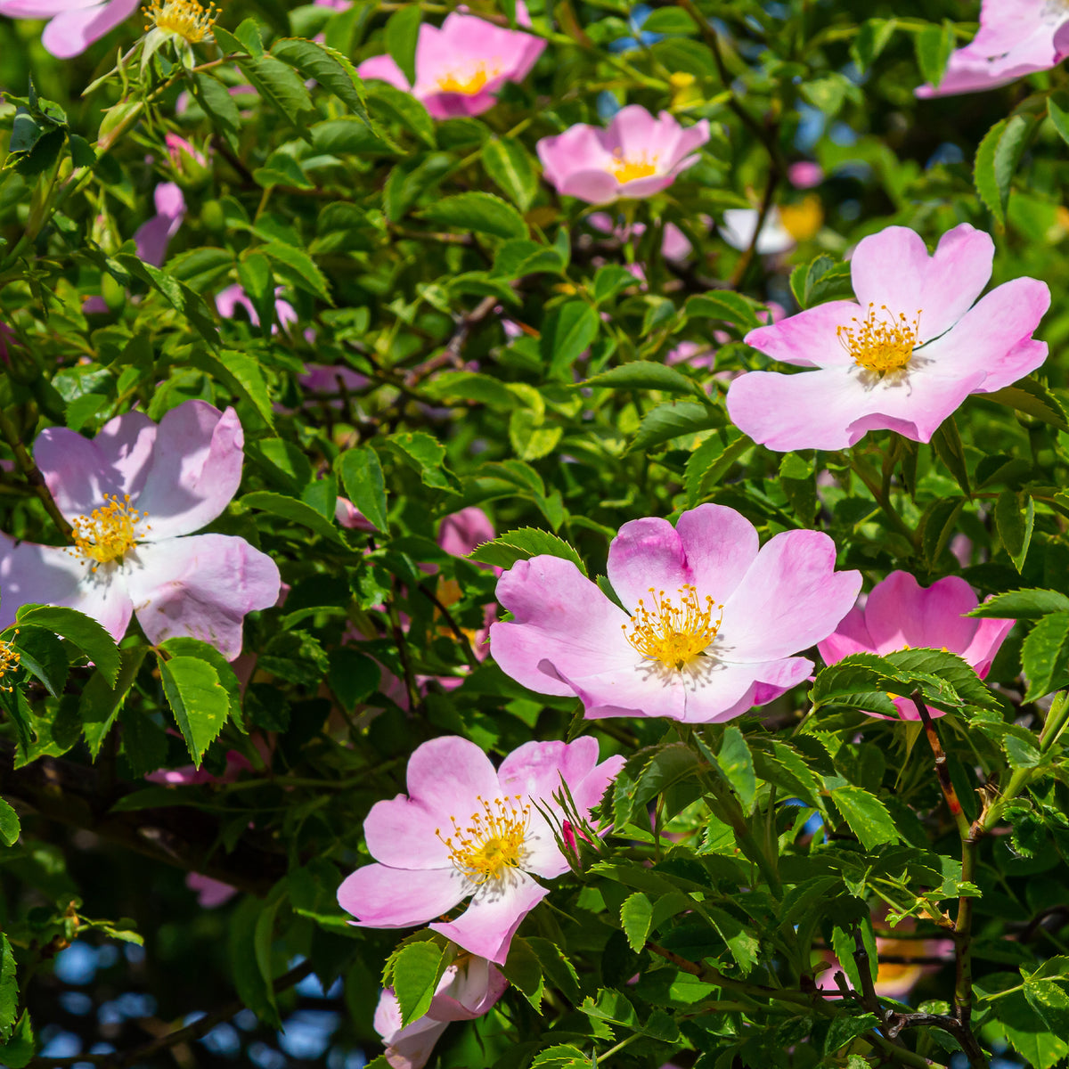 Hundsrose - Willemse