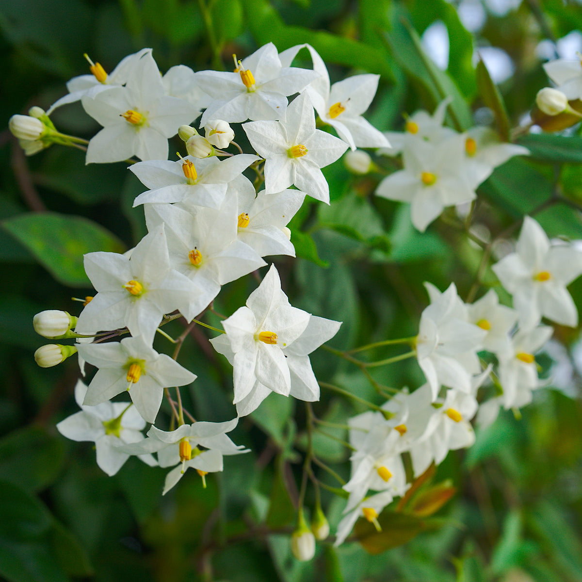 Kletterpflanzen - Jasmin-Nachtschatten (Solanum jasminoides) - Solanum jasminoides