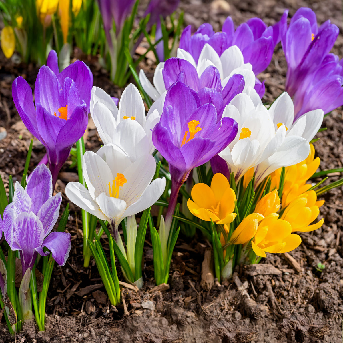 100 Gemischte Krokusse mit großen Blüten - Willemse