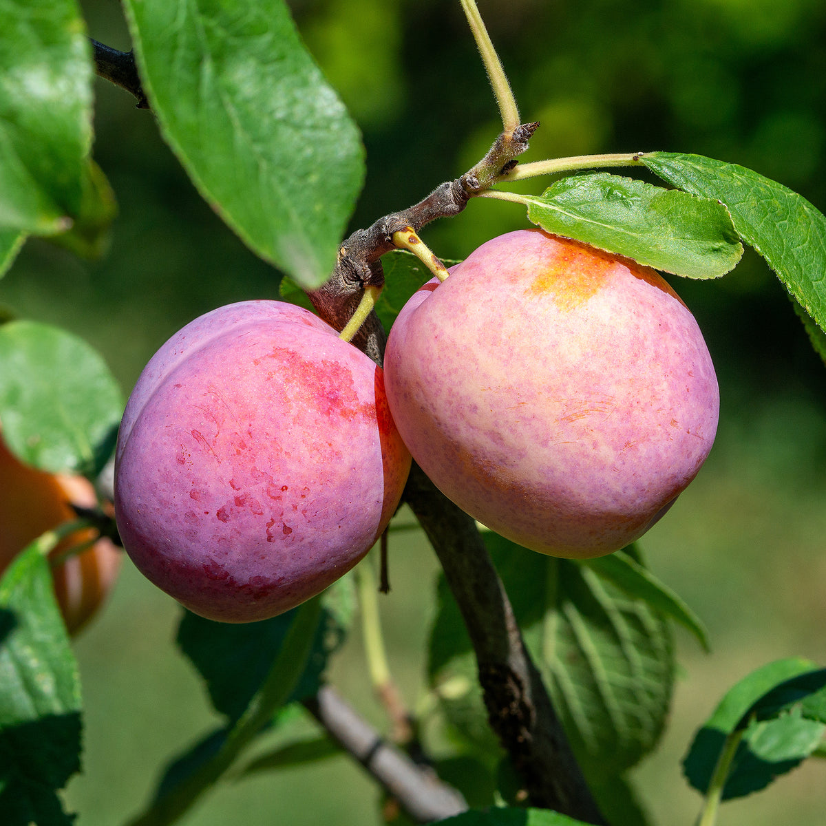 Pflaume Victoria - Willemse