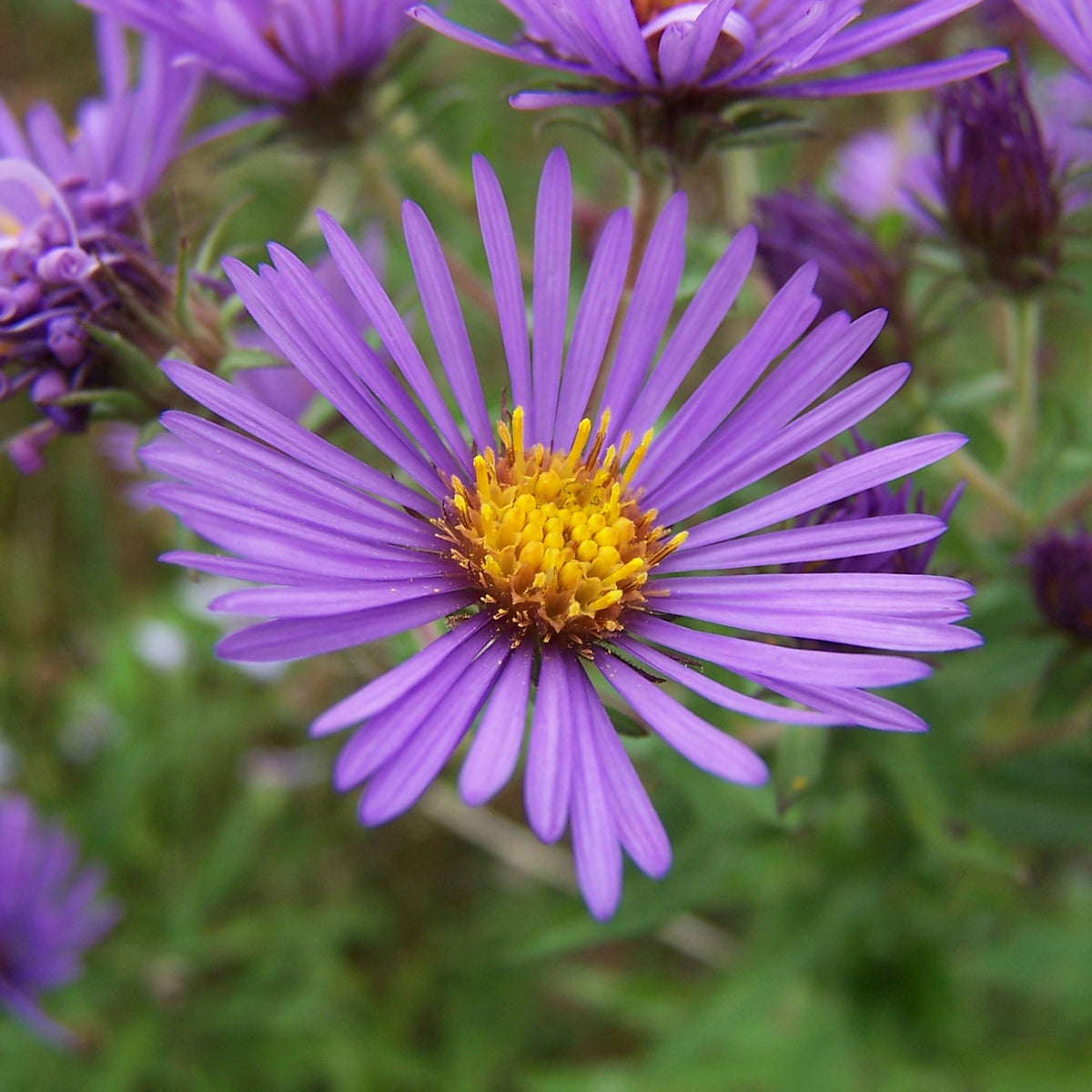 Kissen-Aster 'Augenweide' - Willemse